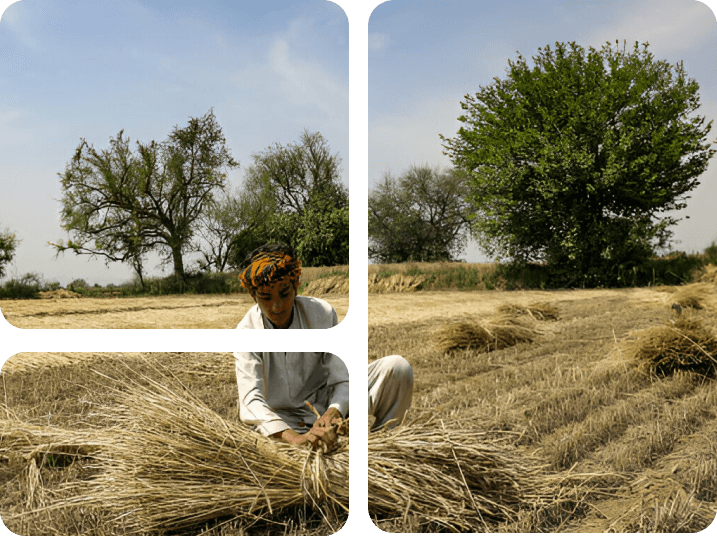 Crop Payment Preview